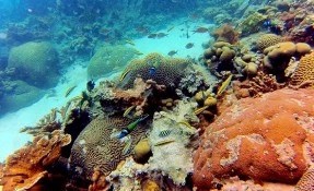 Qué hacer en Arrecifes, Tuxpam