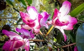 Qué hacer en Museo Jardín de las Orquídeas, Coatepec
