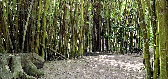 El Huerto del Bambú, Tuxpam