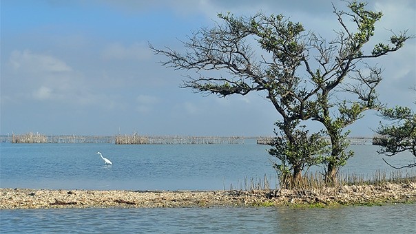 Laguna de Tamiahua, Tamiahua