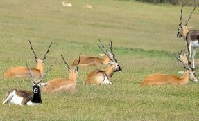Things to do in El Solito, Tampico El Alto