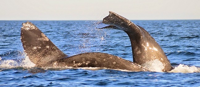 Avistamiento de Ballenas, Puerto San Carlos