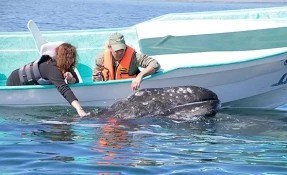 Qué hacer en Avistamiento de Ballenas, Puerto San Carlos