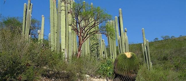 Reserva de la Biosfera Barranca de Metztitlán, Metztitlán