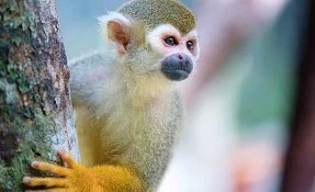 What to do in Akumal Monkey Sanctuary