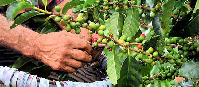 Fincas Cafetaleras , Huatulco