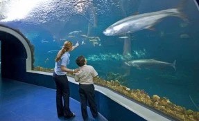 What to do in Aquarium del Puerto de Veracruz