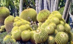 Qué hacer en Santuario de los Cactus, La Paz