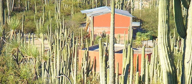 Jardín Botánico Helia Bravo Hollis, Tehuacán