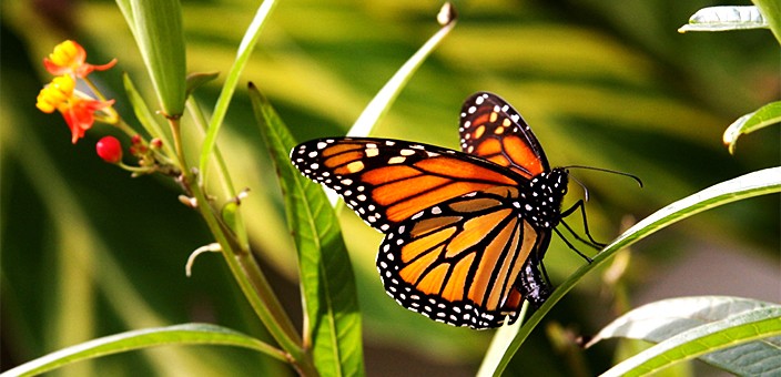 Reserva de la Biósfera Mariposa Monarca