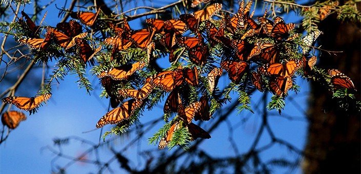 Reserva de la Biósfera Mariposa Monarca, Angangueo