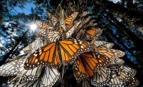 Qué hacer en Reserva de la Biósfera Mariposa Monarca, Angangueo