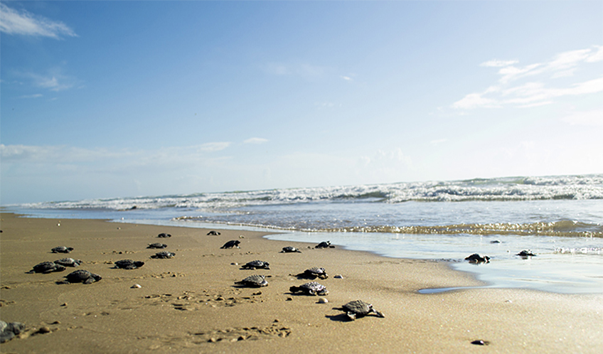 Liberación de Tortugas Lora