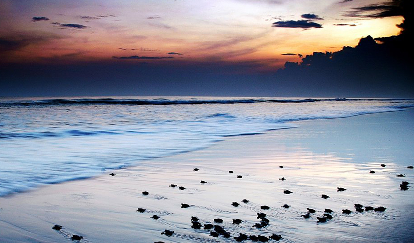 Turtle Camp