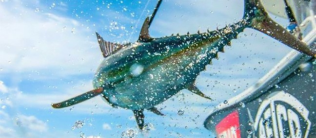 Torneo Internacional de Pesca Marlin y Atún BaDeBa, Nuevo Vallarta