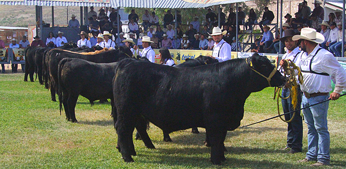Expogan, Chihuahua