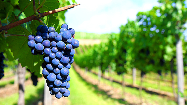 Ruta del Vino