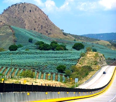 Paisajes de Agaves y Antiguas Instalaciones Industriales del Tequila