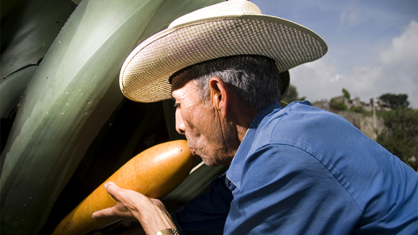 Haciendas Pulqueras