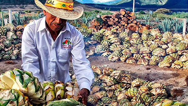Ruta Caminos del Mezcal