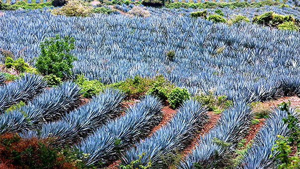 Ruta del Tequila