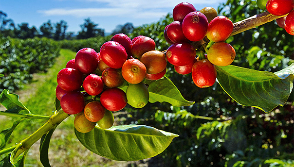 Ruta del Café