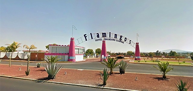 Flamingos