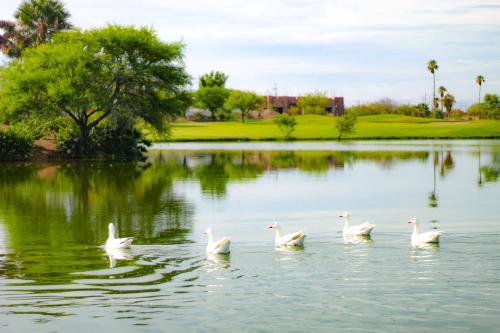 Azul Talavera Country Club, Torreón