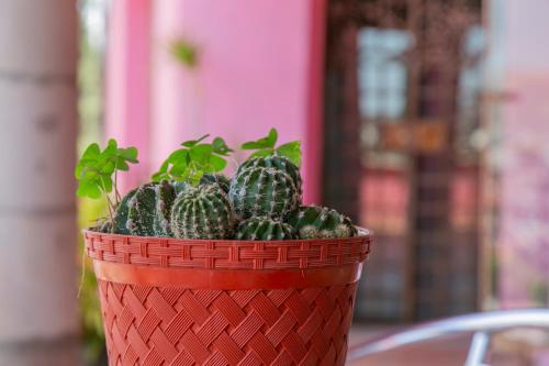 Chocolate Suites, Guanajuato
