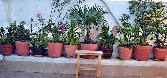 Alexandross Hostel, Puerto Vallarta