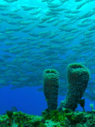 El Cozumeleño, Cozumel