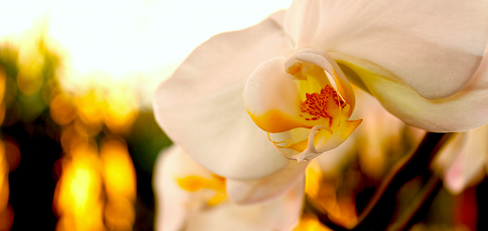 Museo Jardín de las Orquídeas