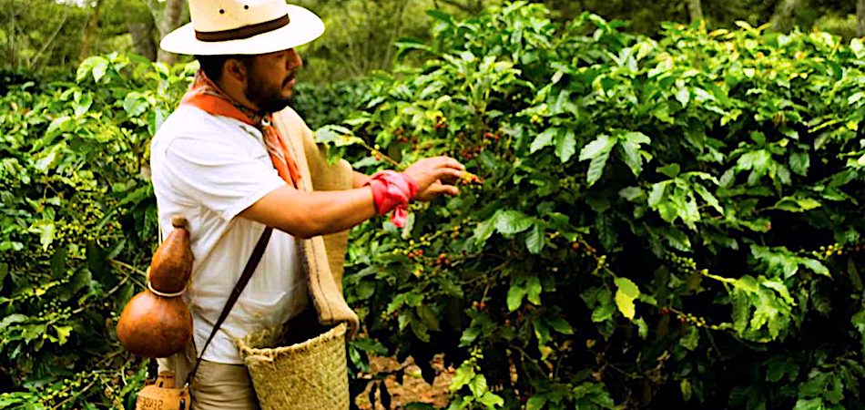 Tour del Café