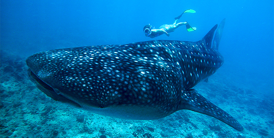 Qué hacer en Holbox, Nado con Tiburón Ballena