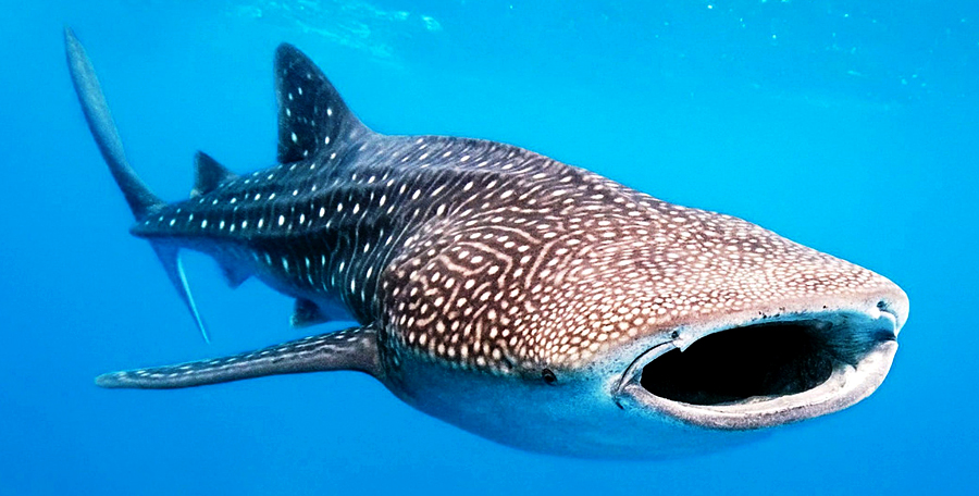Nado Tiburon Ballena