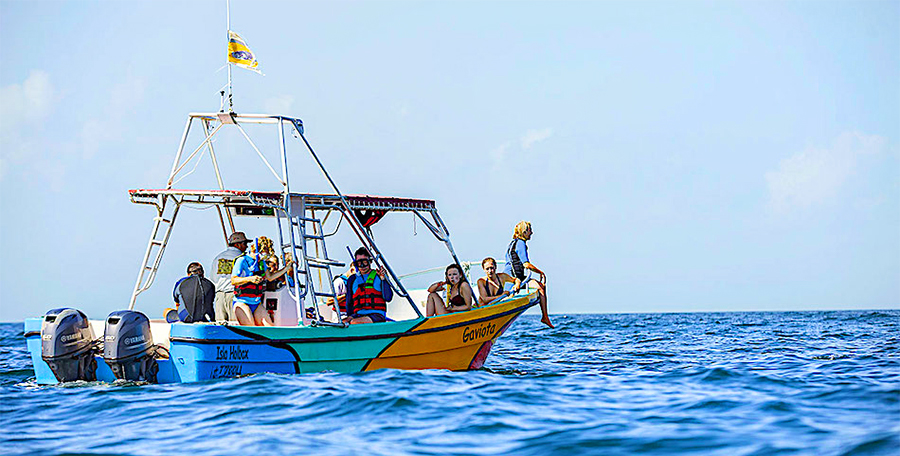 Tour Nado con Tiburón Ballena