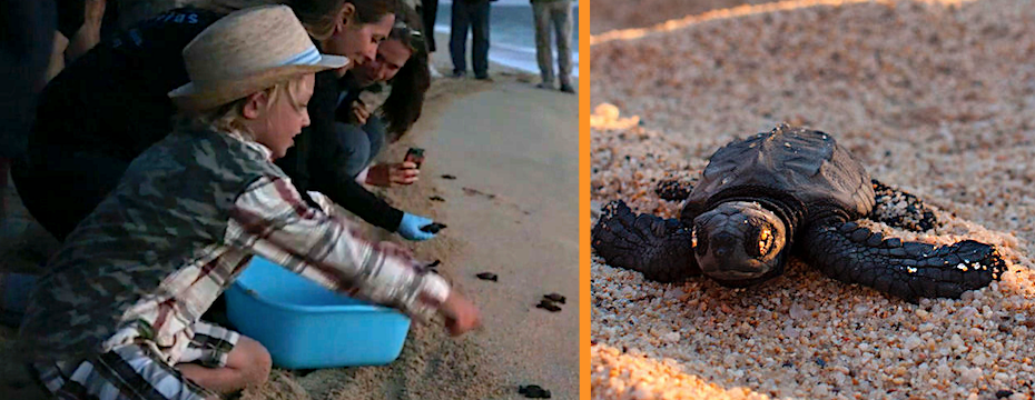 Tortugueros Las Playitas