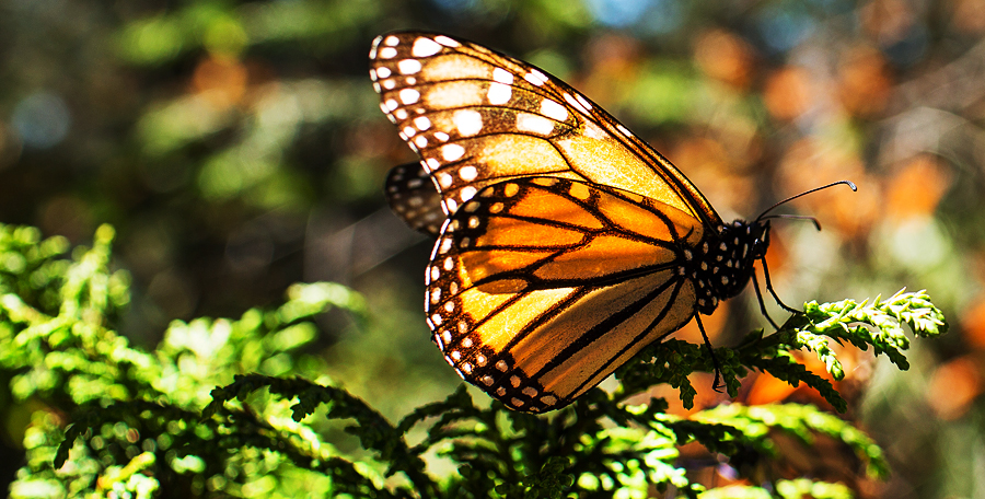 Reserva de la Biosfera Mariposa Monarca, Michoacán, Estado de México