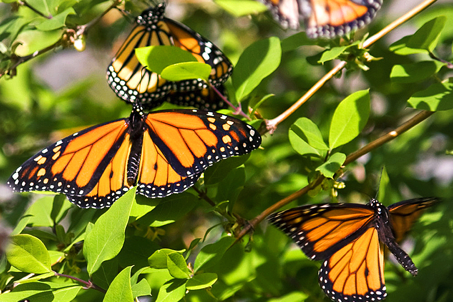 g1-mariposas-monarca-2